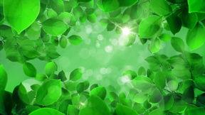 绿背景视频素材下载,探索自然之美视频素材精选