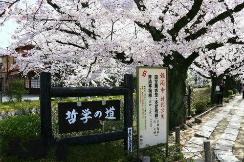 日本 足利家,日本战国时代的风云家族