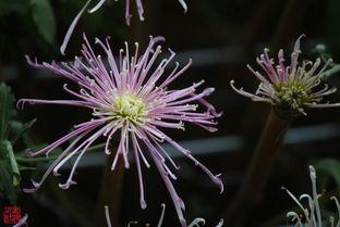 日本冬天的花,探寻日本冬季花卉的美丽奇迹
